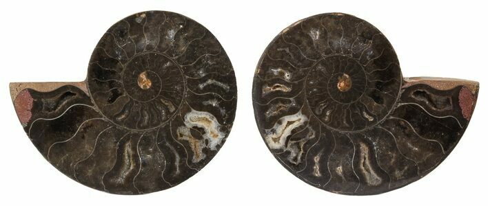 Split Black/Orange Ammonite Pair - Unusual Coloration #55597